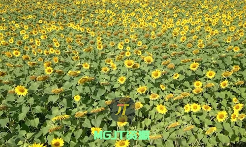 夏日里一片生机勃勃的明黄色向日葵田俯瞰景象视频素材4K-MGJT资源